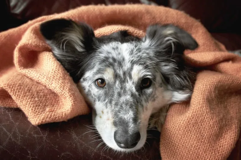 Contagious Dog Diseases