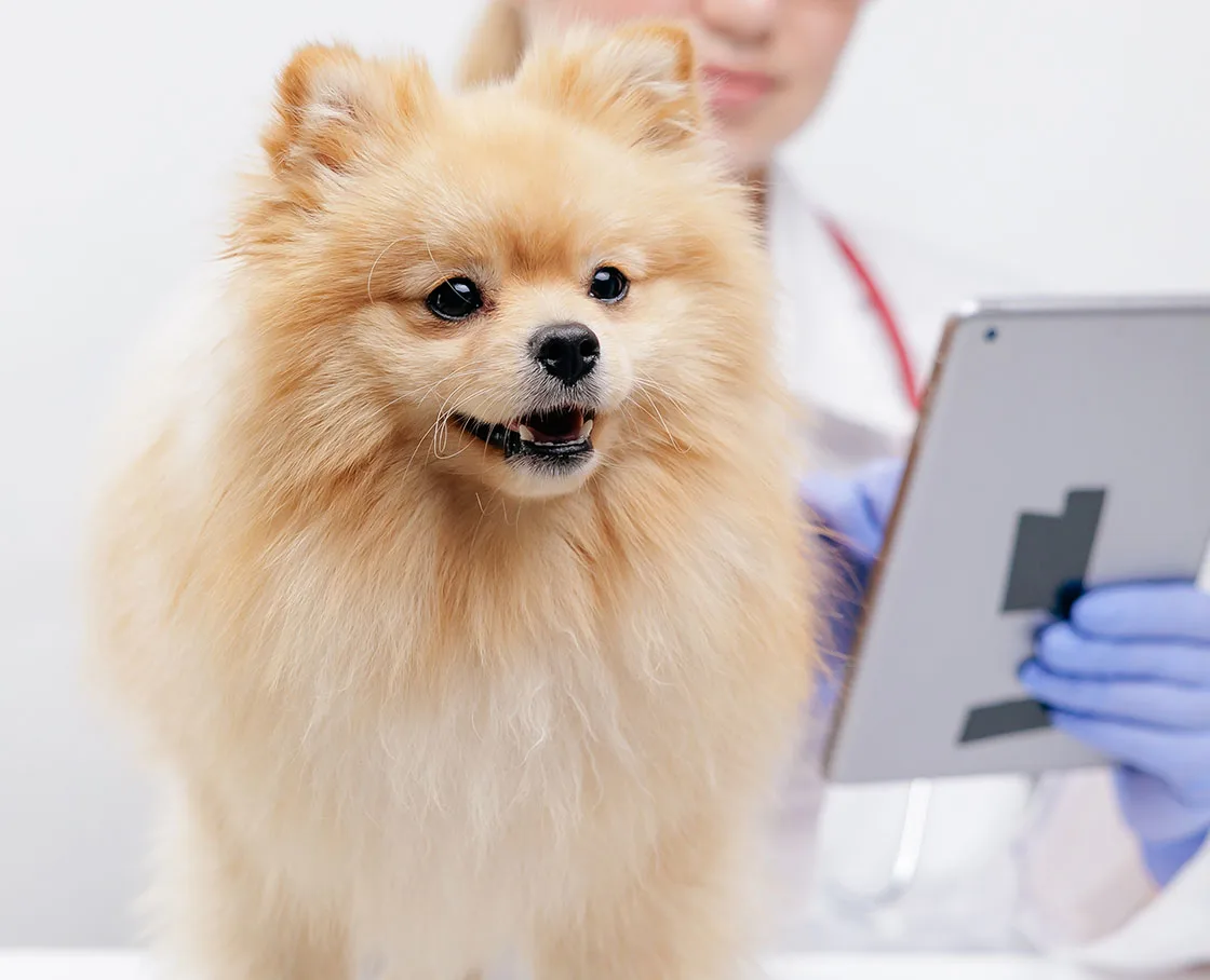 veterinary cardiology pomeranian on exam table with notebook