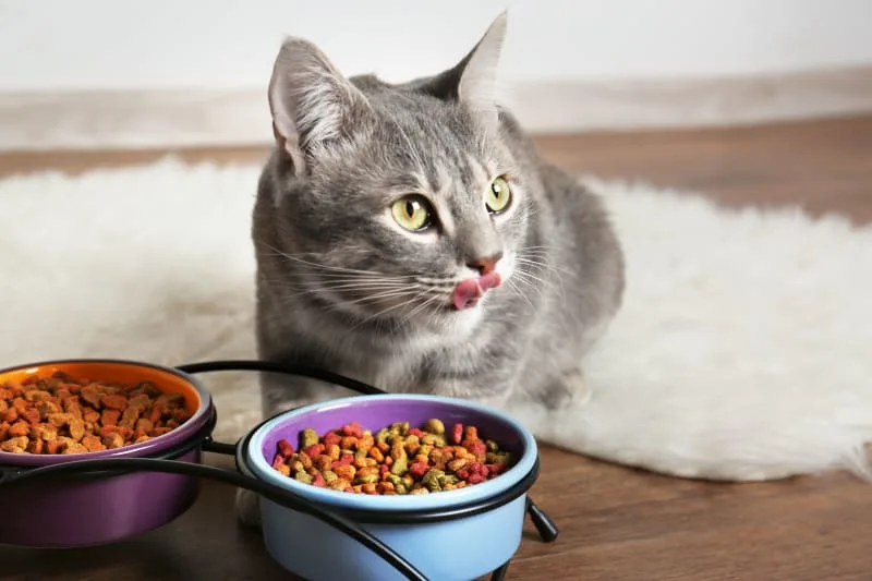Why Won't My Cat Eat? When to See a Vet