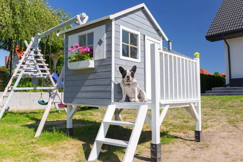What To Do With Dogs While On Vacation