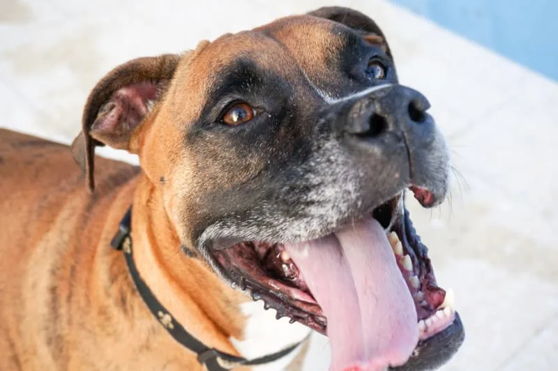 Help! Why does my dog's breath smell so bad?