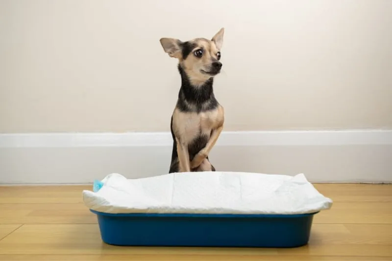 Why Does My Dog Need a Urinalysis?