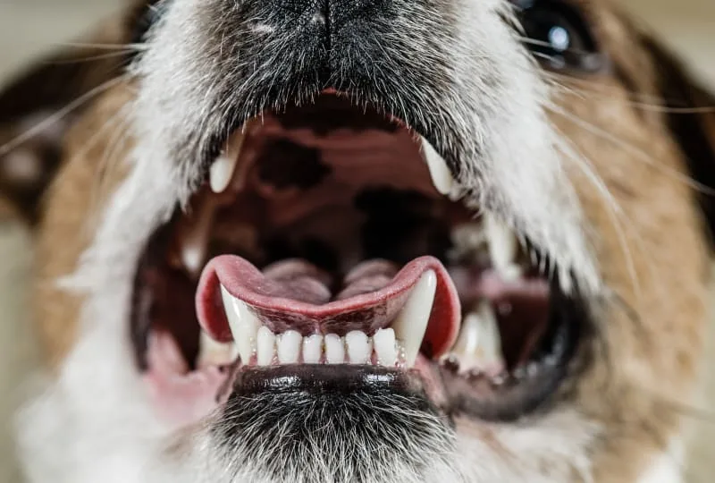 How Many Teeth Should A Dog Have