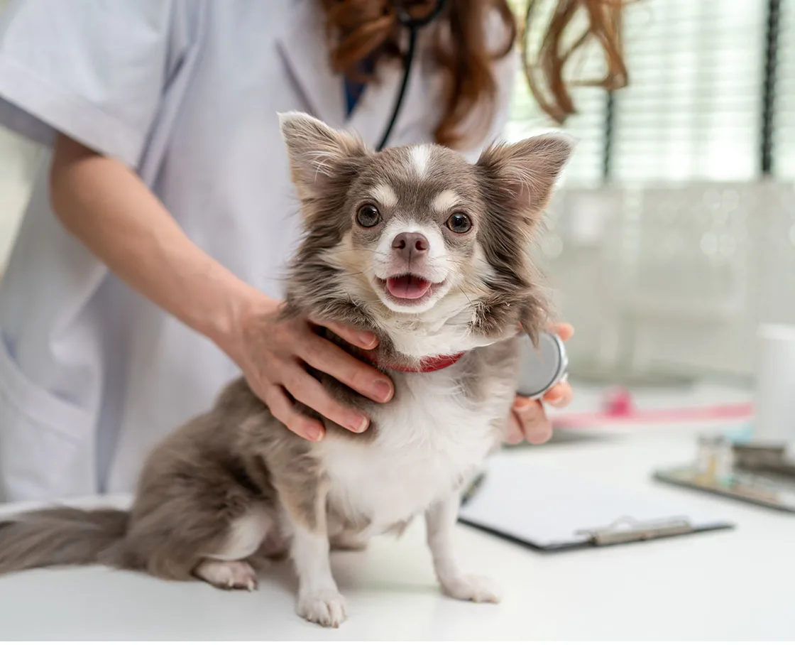 chihuahua getting an exam by a female veterinarian