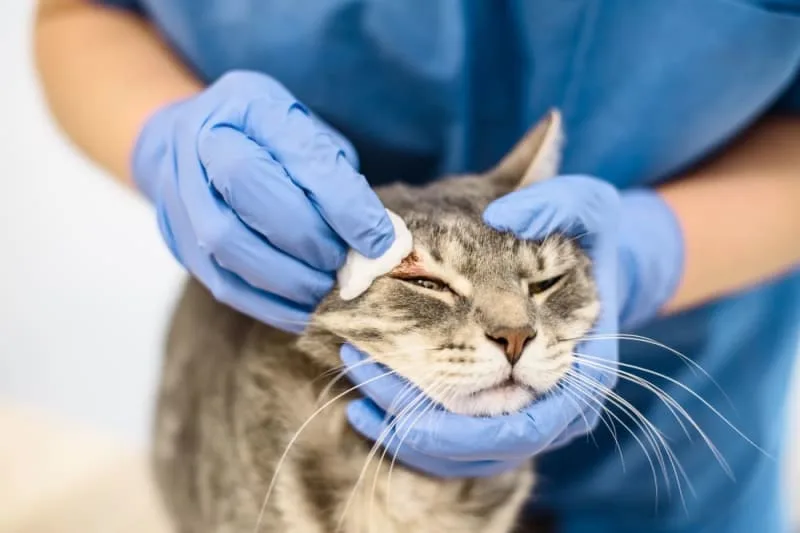 Cat Skin Allergies
