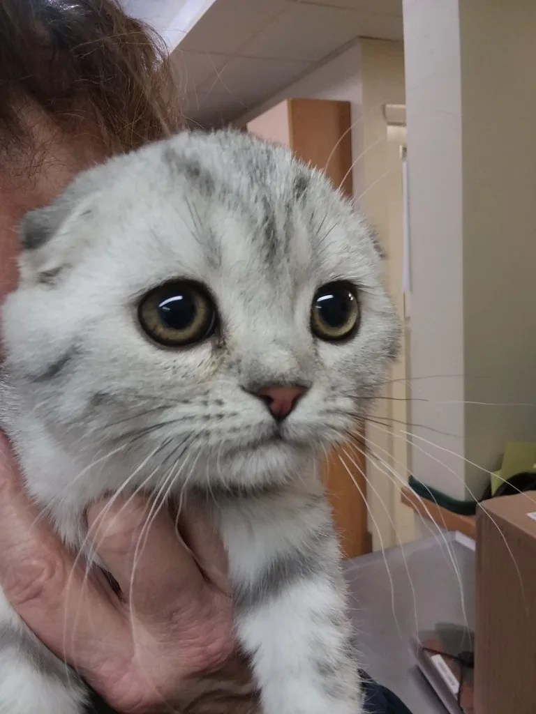 gray cat at animal clinic
