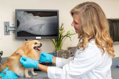What to Expect When You Take Your Dog For an X-Ray