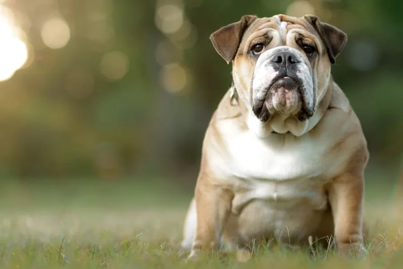 Causes & How to Treat Constipation in Dogs