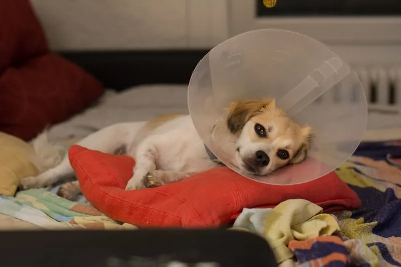 Dog Recovering from Surgery