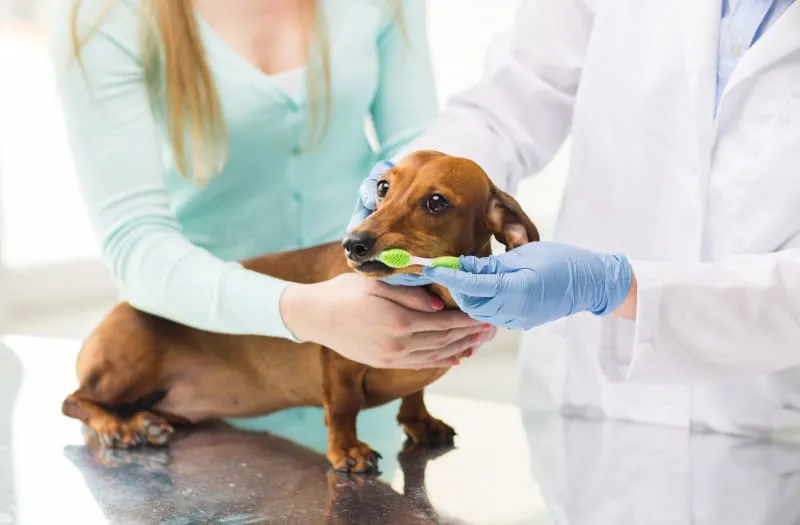 Common Dental Diseases In Dogs