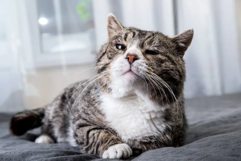 Your Guide to Cancer in Cats