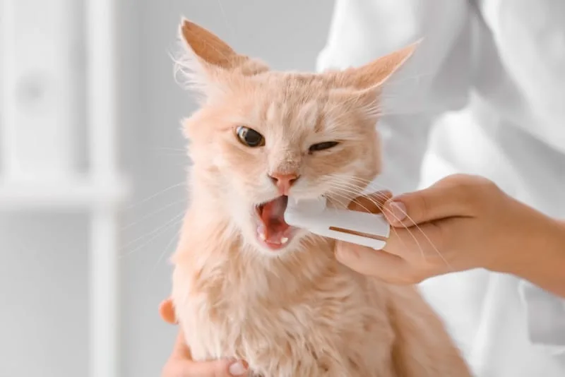 Common Cat Dental Problems