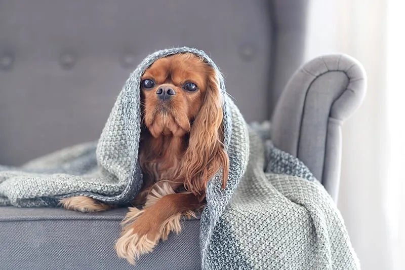 Is my dog depressed?