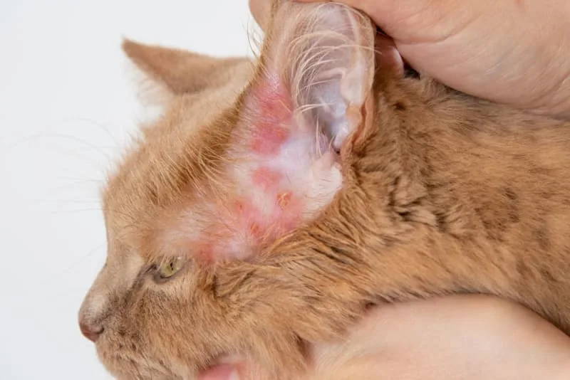 Cat Skin Allergies