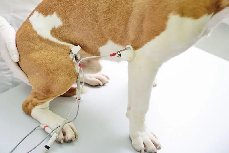 Cat & Dog ECG