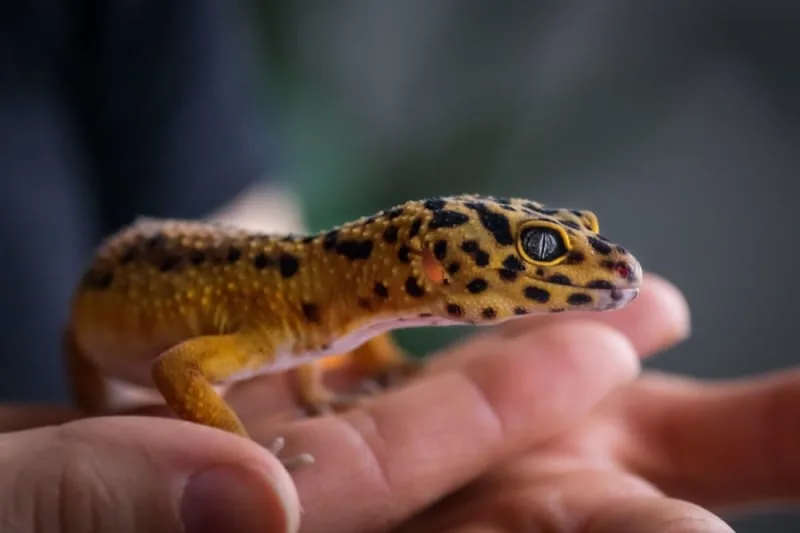 How to Take Care of a Pet Lizard