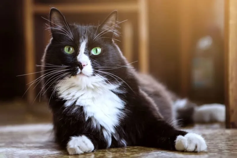Anemia in cats