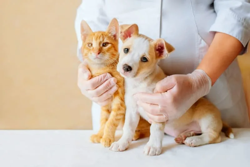 Why Regular Pet Vaccinations are Essential?