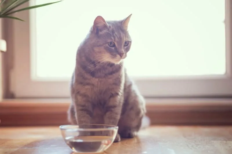 My cat won't drink water, what should I do?