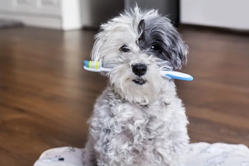 How To Prevent Periodontal Disease in Dogs