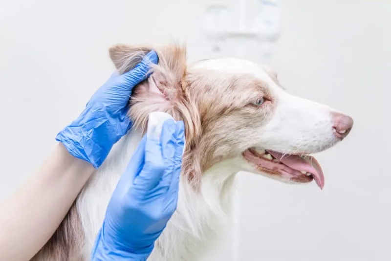 Ear Infections in Dogs