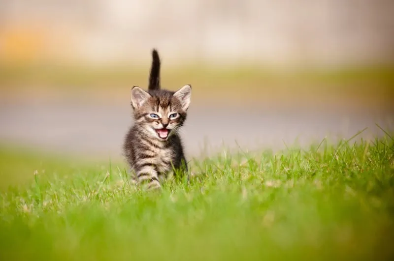 Newborn Kittens: When Do They Open Their Eyes?