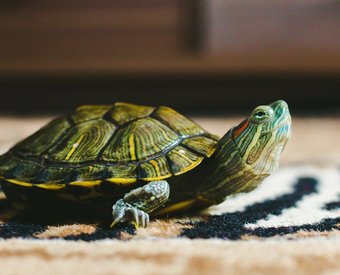 A red-eared slider turtle in profile, standing on a patterned rug with its head raised.
