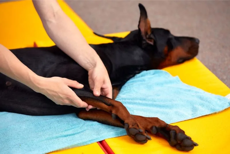 ACL in Dogs