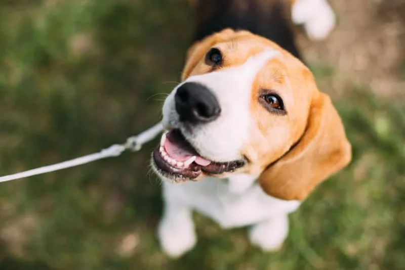 How many teeth do dogs have?