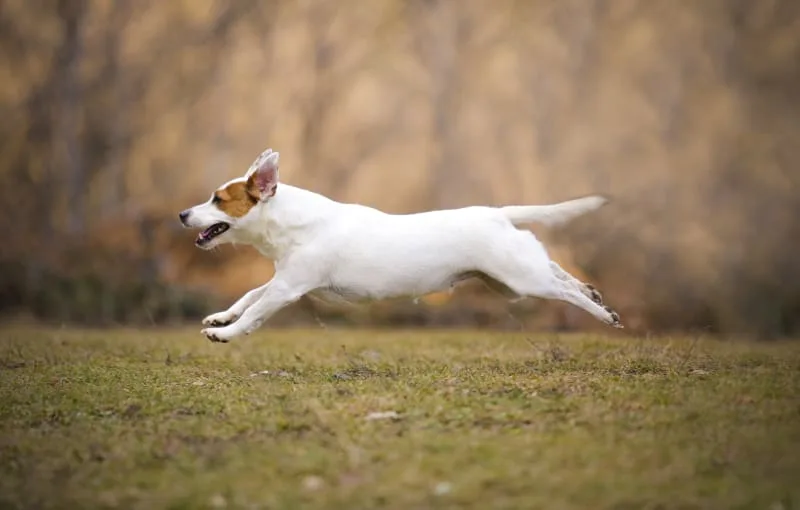 Dog Pain After Neutering