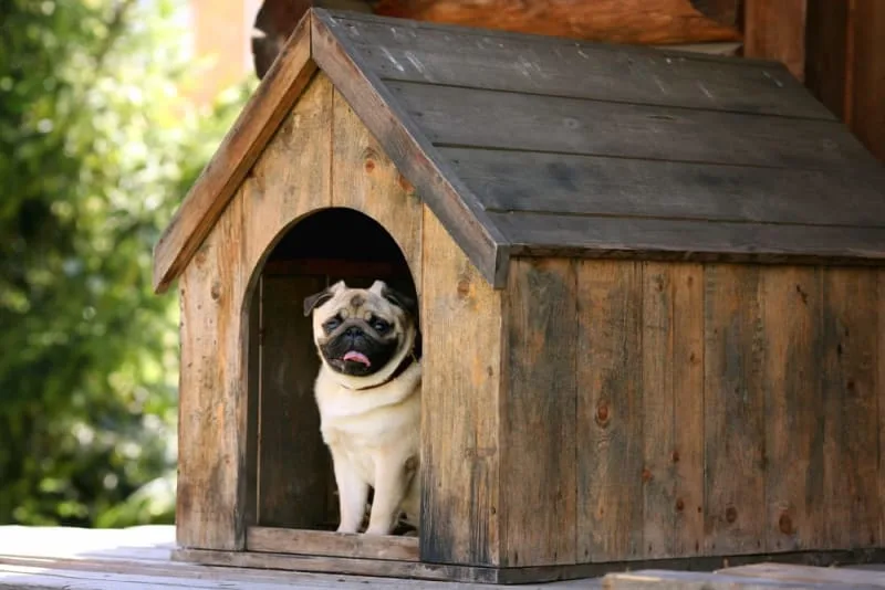 What Is Medical Pet Boarding?