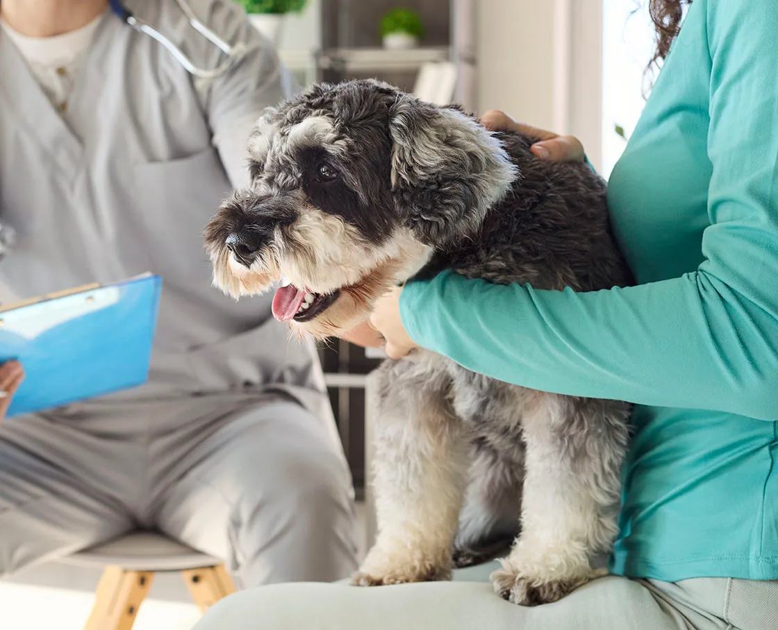 schnauzer mix on lap of woman with doctor