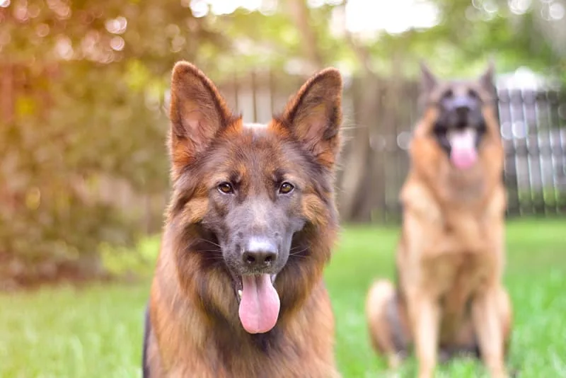 Should I get my dog vaccinated? Why & When To Do It