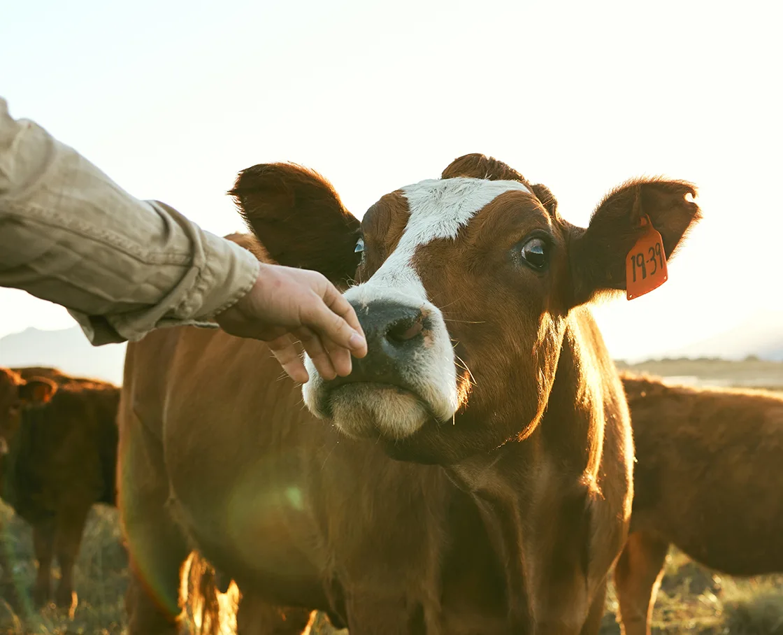 cow being touched on nose at dusk