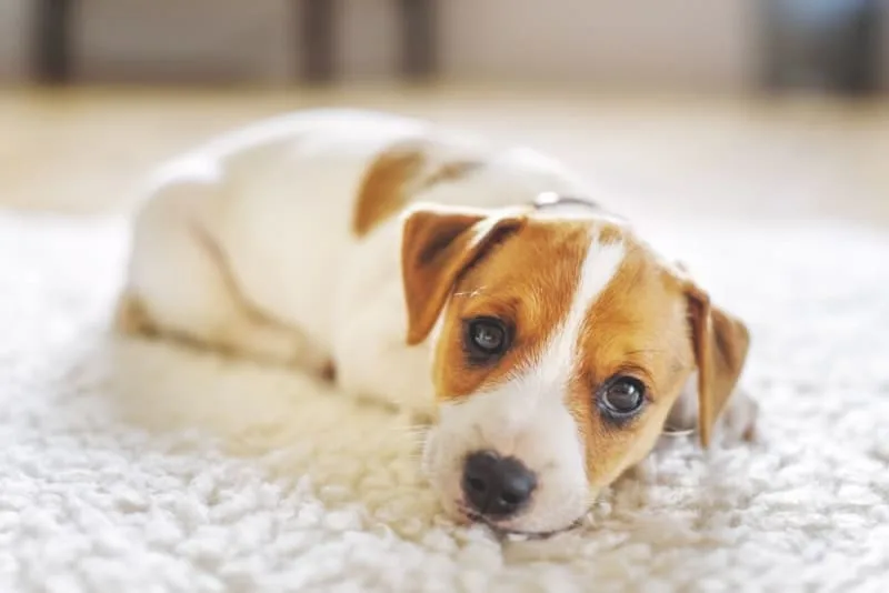 Dogs & Parvovirus: What You Need to Know