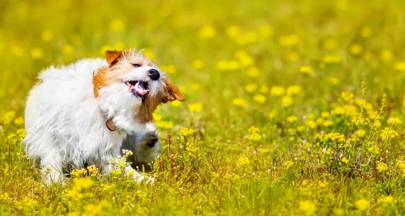 What Does Dog Ringworm Look Like?