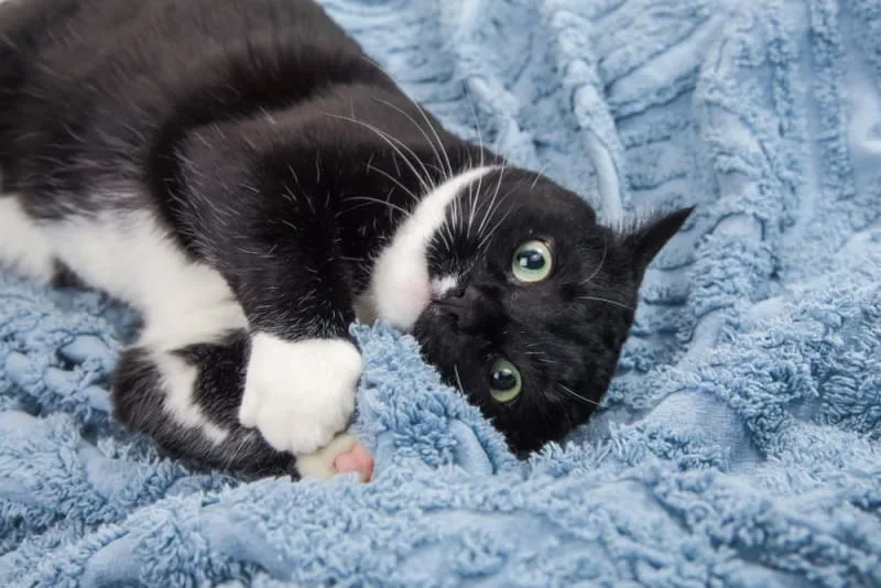 Why Does My Cat's Breath Smell Bad?