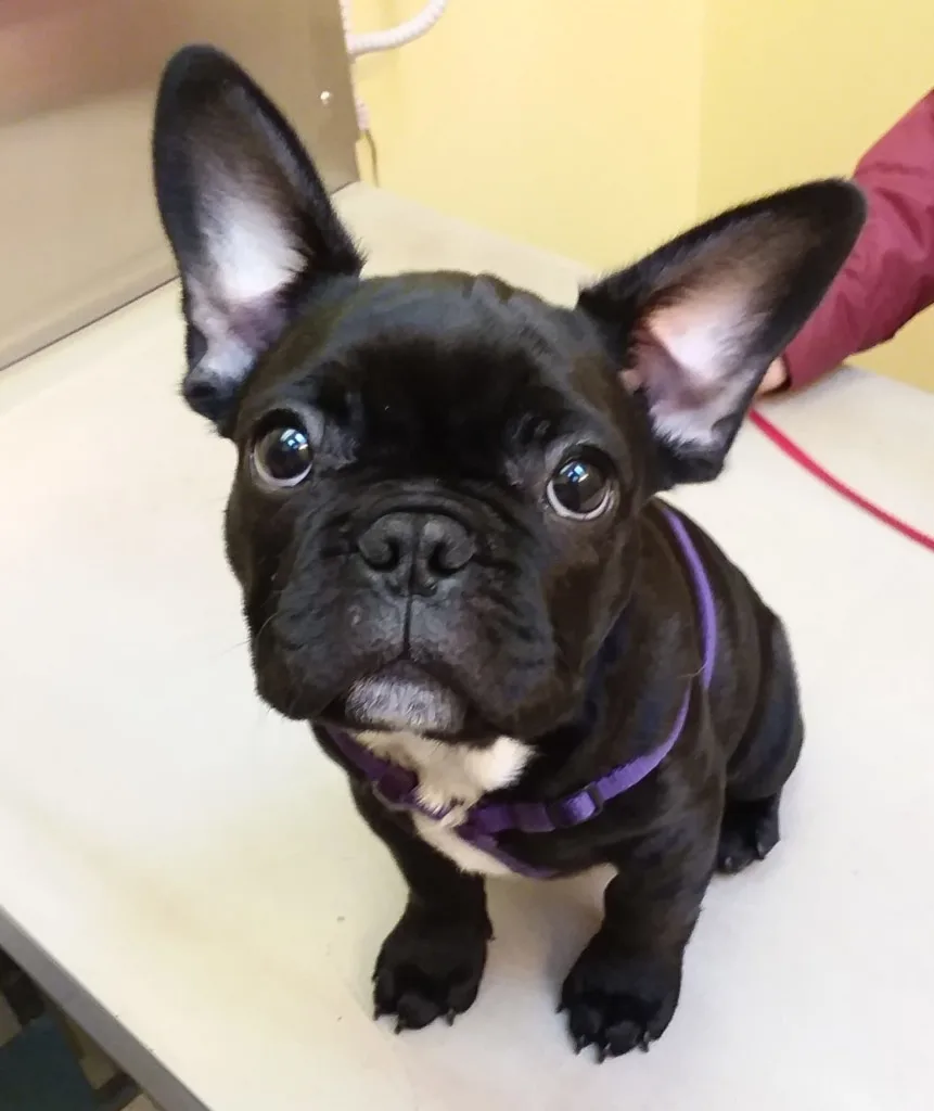 black dog at vet office