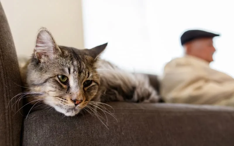 Cat Vaccines - Outdoor and Indoor Cat Vaccination Schedules
