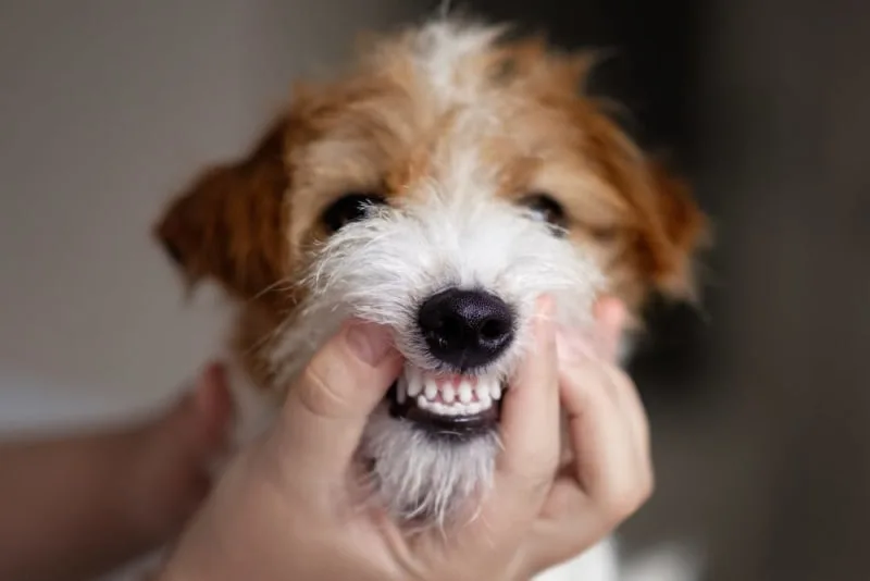 Common Dental Problems in Dogs
