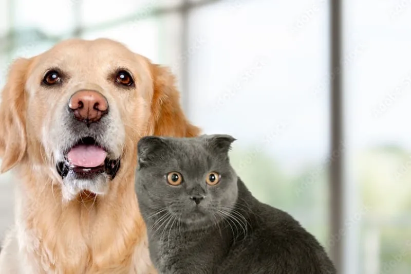 Dog or Cat Choking? Here's What To Do