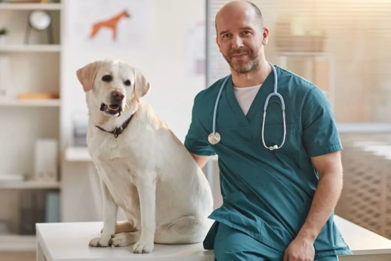 Does Your Dog Need a Blood Test? What to Expect