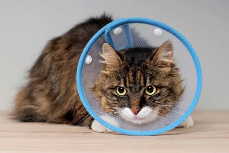 Getting Your Cat Fixed: When & What to Know