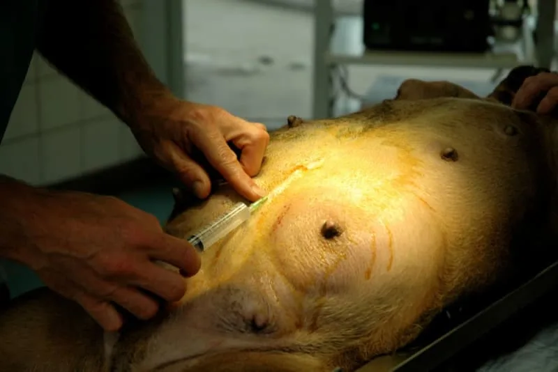 C-Section for Dogs: Everything You Should Know