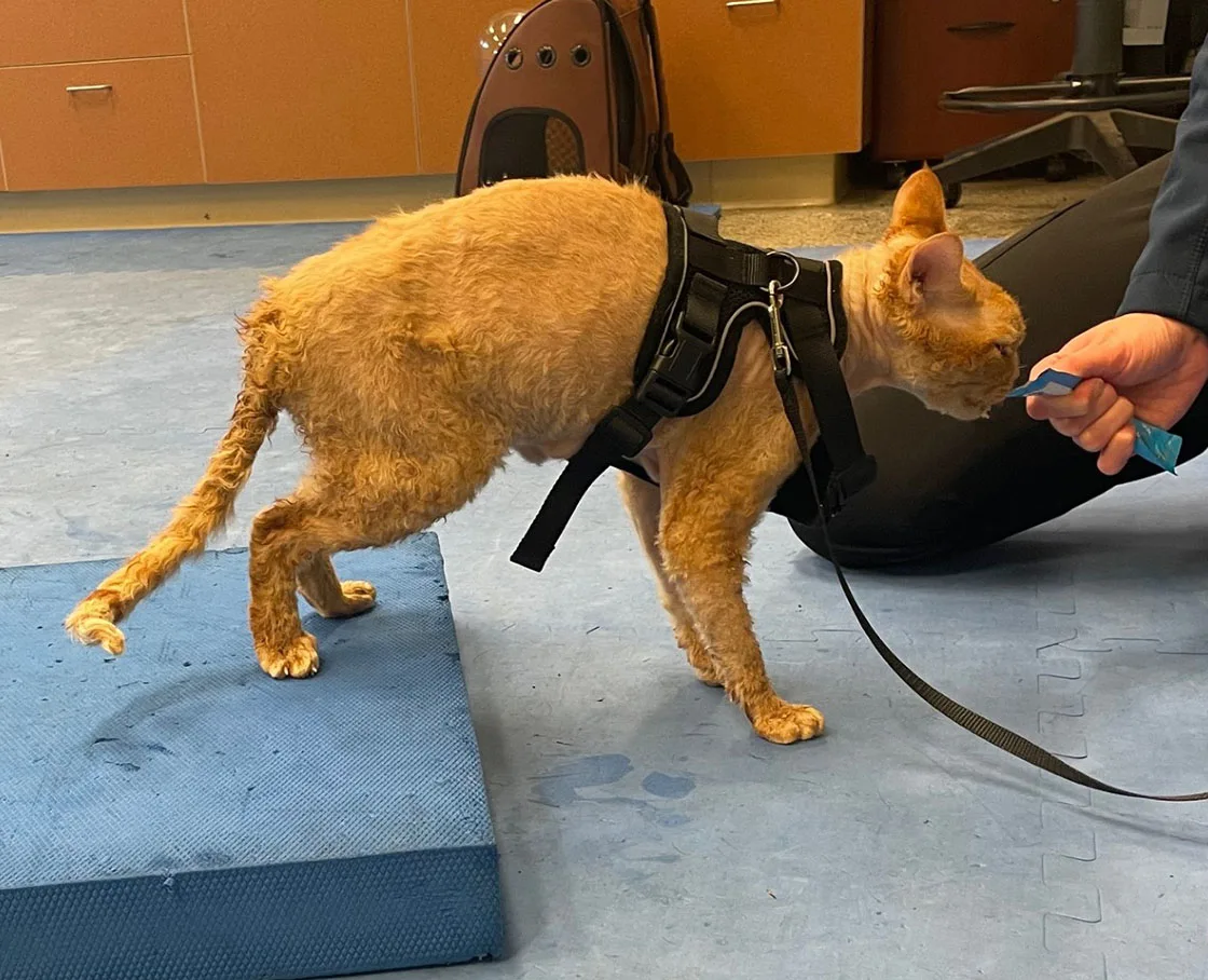 orange cat in halter eating treat during rehabilitaion
