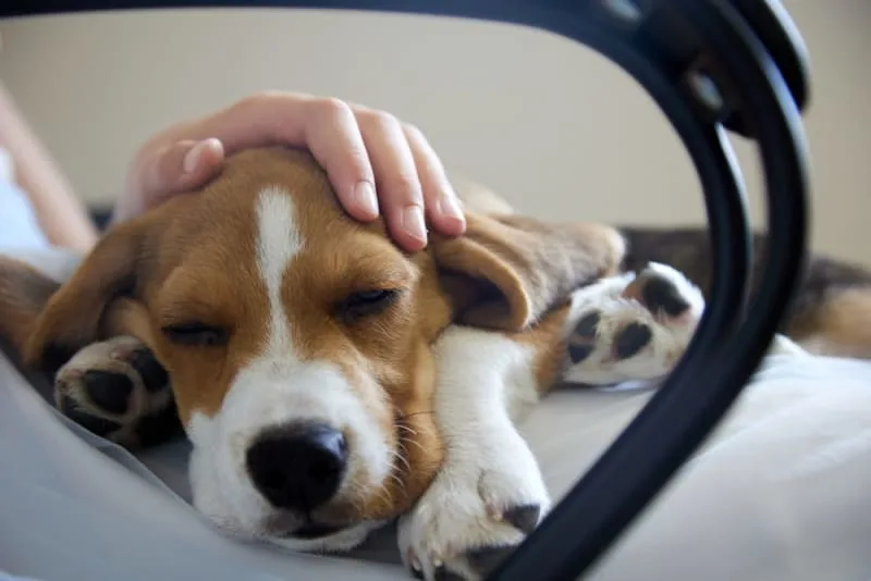 Signs of Pain and Discomfort in Dogs