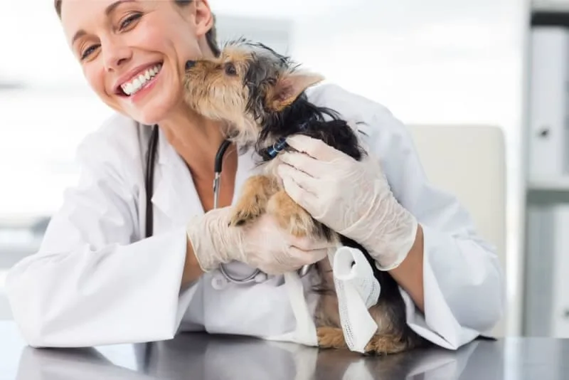 Puppy’s First Vet Visit: Checklist & What to Expect
