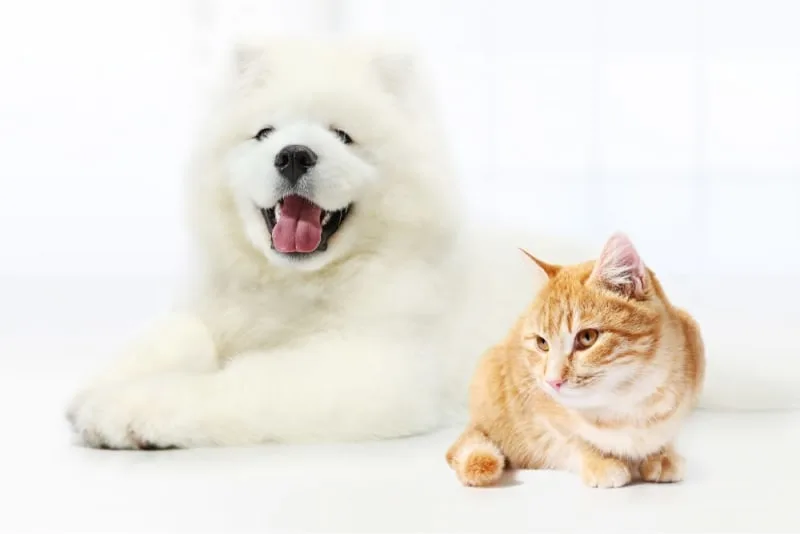 How to Care for Your Pet After Surgery