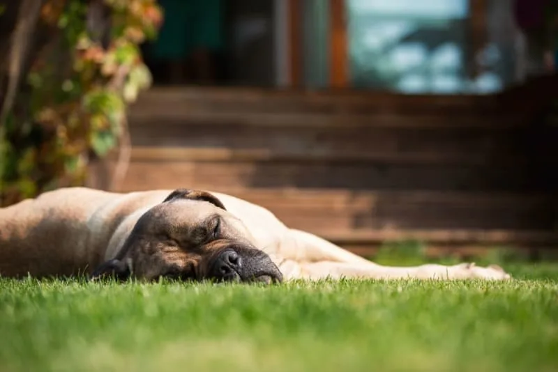 What to Do if Your Dog Collapses or Pass Out