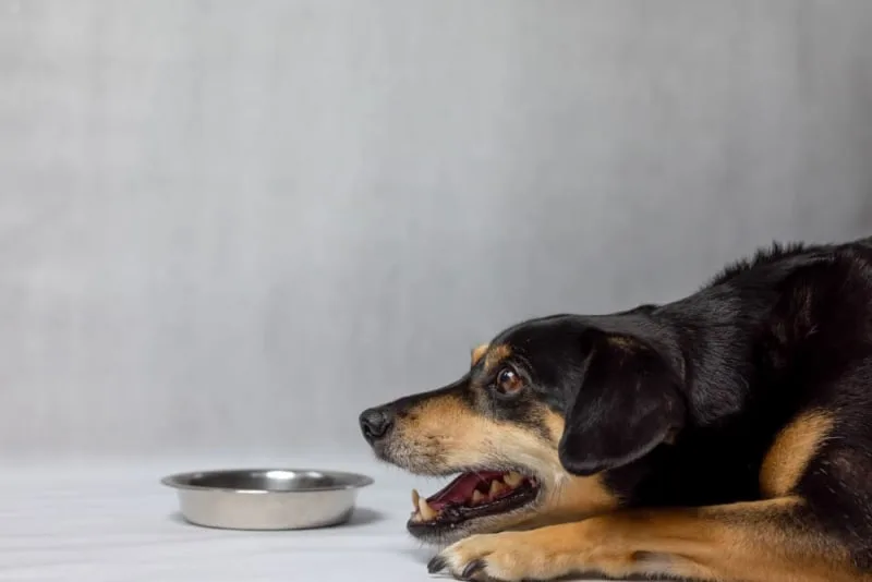 Weight Loss in Older Dogs: When to Worry